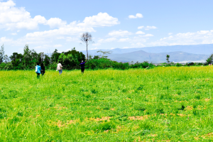 Nyota Njema Naivasha plots