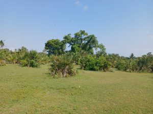 Nyota Njema Diani plots