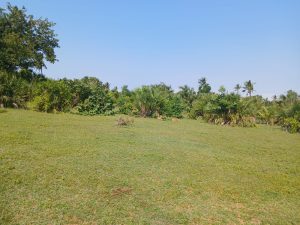 Nyota Njema Diani plots