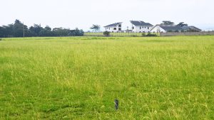 Nyota Njema Naivasha Plots for sale