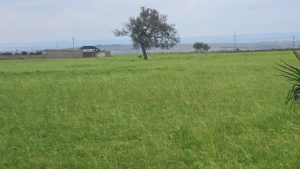 Nyota Njema Naivasha Plots for sale